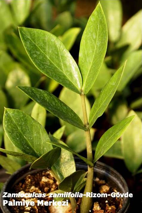 uploads/03012016145650/Zamioculcas zamiifolia-rizom-govde.jpg